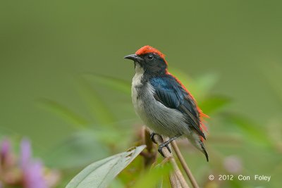 Flowerpecker, Scarlet-backed (male) @ SBWR