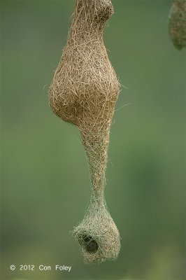 Weaver, Baya (nest)