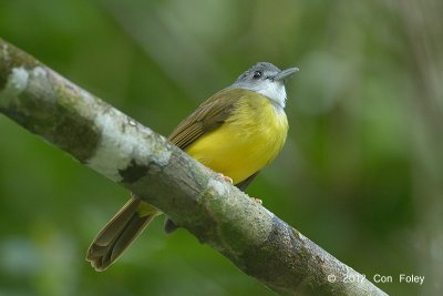 Bulbul, Yellow-bellied