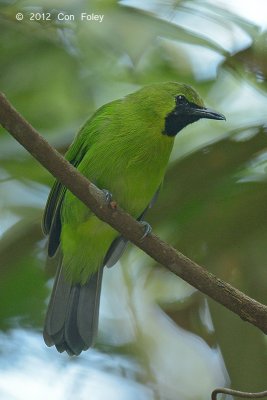 Leafbird, Lesser Green (male)