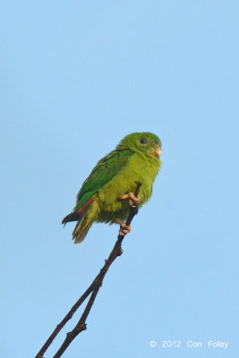 Parrot, Blue-crowned Hanging