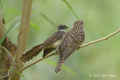 Cuckoo, Rusty-breasted (fledgling) @ Halus
