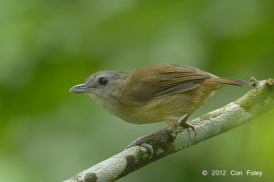 Babbler, Horsfield's