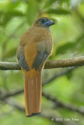 Trogon, Red-naped (female)