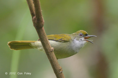 Sunbird, Plain (male)