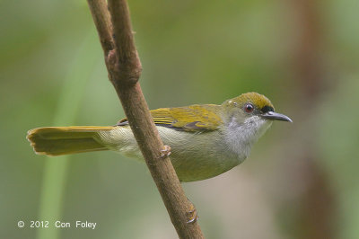 Sunbird, Plain (male)