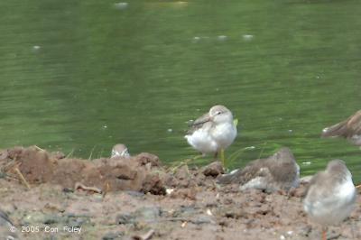 Sandpiper, Terek @ Sungei Buloh