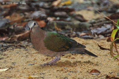 Dove, Emerald (female) @ Rifle Range