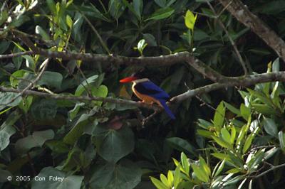 Kingfisher, Black-capped @ Sungei Buloh