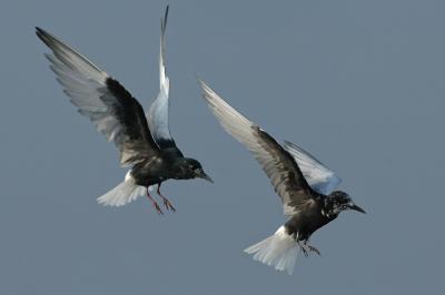 White-Winged (breeding) @ Kranji