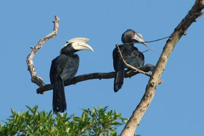 Hornbill, Black @ Kinabatangan River