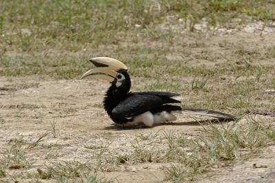 Hornbill, Oriental Pied (male) @ Sukau B&B