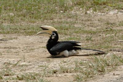 g4/74/369274/3/59491475.HornbillOrientalPiedSukauBB.2.pbase.jpg