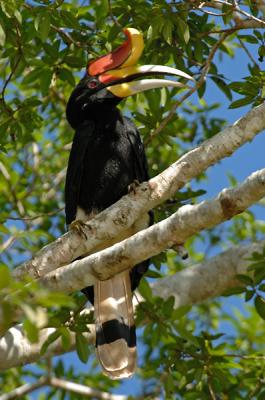 Hornbill, Rhinocerus (male) @ Kinabatangan River