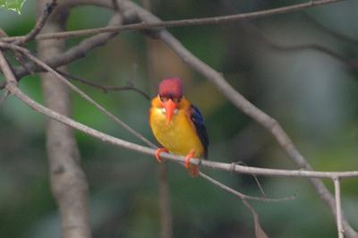Kingfisher, Rufous-backed @ Menanggol River