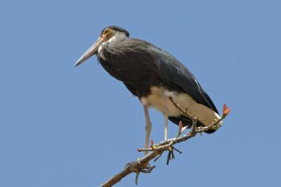 Stork, Storm's (juvenile) @ Kinabatangan River