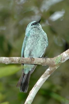 Flycatcher, Verditer (male) @ Jalan Richmond