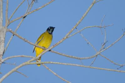 Bulbul, Black-headed @ Ayer Keroh