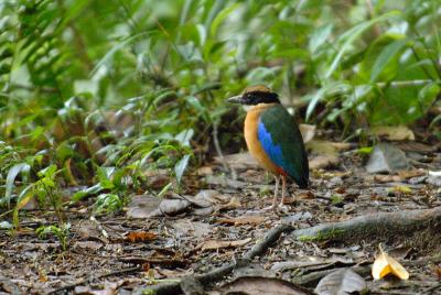 Pitta, Blue-winged @ Hemmant Trail