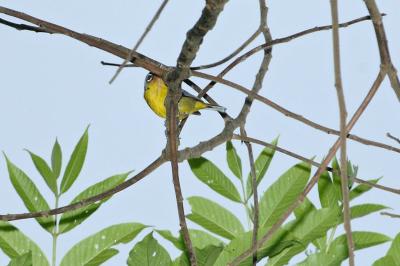 Shrike-Babbler, Black-eared (male) @ Jalan Richmond