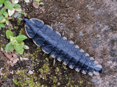 Trilobite Beetle (female)