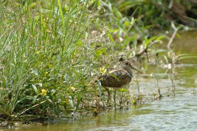 Painted-Snipe, Greater (male) @ Punggol