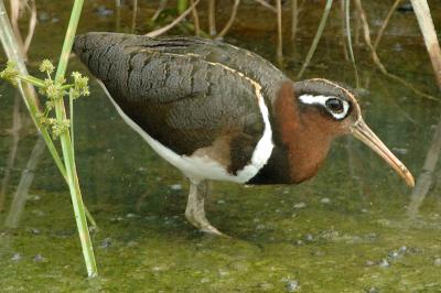 Painted-Snipe, Greater (female) @ Punggol