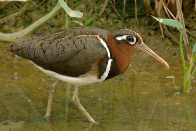 Snipe, Greater Painted-