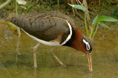 Painted-Snipe, Greater (female) @ Punggol