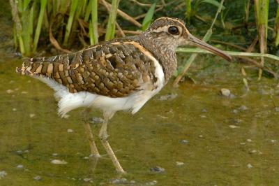 Painted-Snipe, Greater (male) @ Punggol