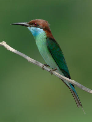 Bee-eater, Blue-throated @ Lorong Halus
