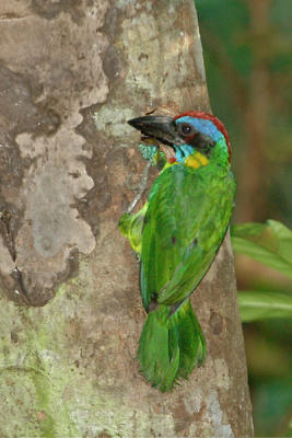 Barbet, Red-crowned @ Seletar