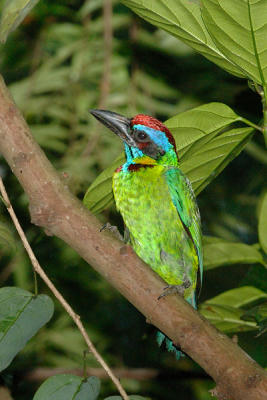 Barbet, Red-crowned @ Seletar