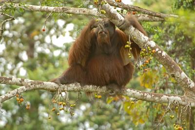 Bornean Orangutan (adult male) @ Kinabatangan River