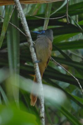 Flycatcher, Asian Paradise (immature male) @ Menanggol River