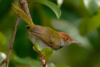Tailorbird, Dark-necked @ Upper Pierce