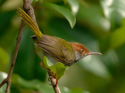 Tailorbird, Dark-necked @ Upper Pierce