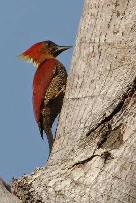 Woodpecker, Banded (female) @ Rifle Range