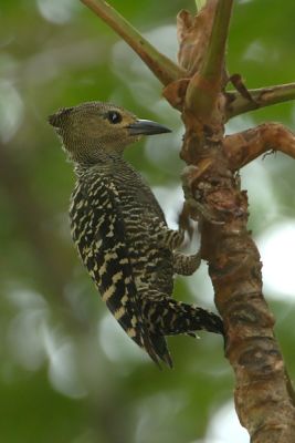 Woodpecker, Buff-rumped (female)