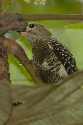 Woodpecker, Buff-rumped (male)