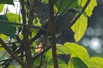 Malkoha, Green-billed @ Jalan Lady Guillemard