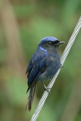 Niltava, Large (male) @ Jalan High Pines