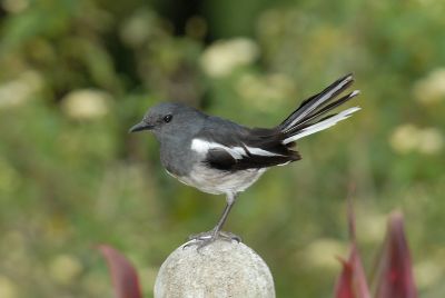 Robin, Oriental Magpie (female) @ Town Centre