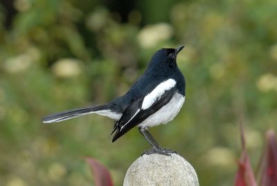 Robin, Oriental Magpie (male) @ Town Centre