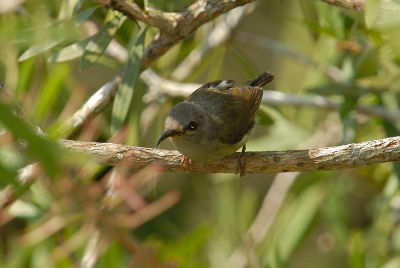 Sunbird, Black-throated (female) @ Jelai Resort