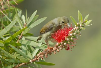 Sunbird, Black-throated (juvenile) @ Jelai Resort