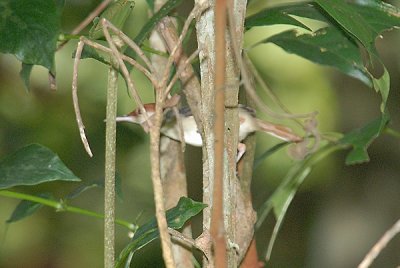 Tailorbird, Rufous-tailed