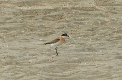 Plover, Lesser Sand (male, breeding) @ Changi