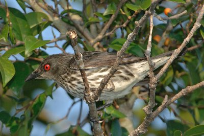 Starling, Asian Glossy (juvenile) @ Seletar