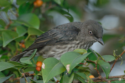 Starling, Asian Glossy (juvenile) @ Seletar